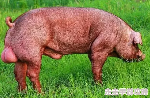 女人与公豬交交：探讨人与动物之间的奇特关系及其背后的文化意义与社会反响