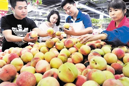空空寒进桃子里：新鲜桃子上市，消费者热情高涨，市场需求持续攀升，果农喜迎丰收季节