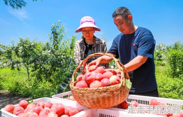 空空寒进桃子里：新鲜桃子上市，消费者热情高涨，市场需求持续攀升，果农喜迎丰收季节