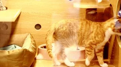 纸萌猫乐园极品店员排名大揭秘：强度与魅力并存的前十名详细介绍