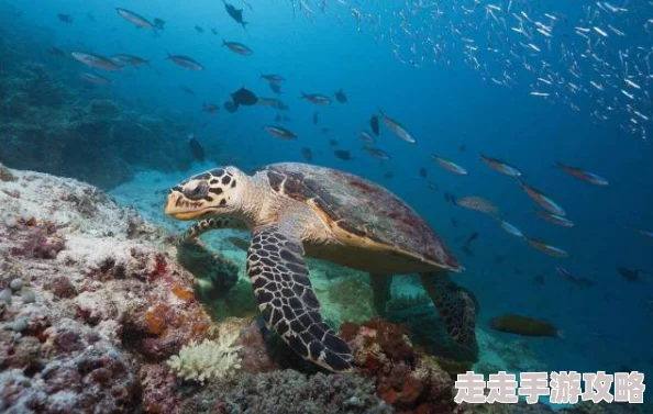 珊瑚岛海底探秘：深度解析乌龟生活习性及所需详细物品，网友热议自然养护指南