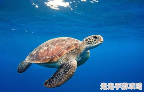 珊瑚岛海底探秘：深度解析乌龟生活习性及所需详细物品，网友热议自然养护指南