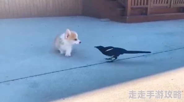 老师您的兔子好软水好多直播最近养了只小猫咪一起玩耍