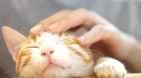 老师您的兔子好软水好多直播最近养了只小猫咪一起玩耍