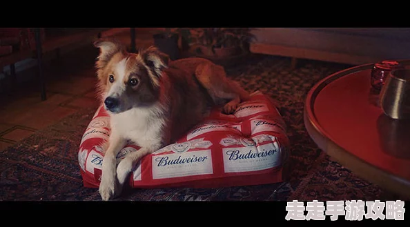 萌宠特工队携手环保组织开展动物保护宣传活动