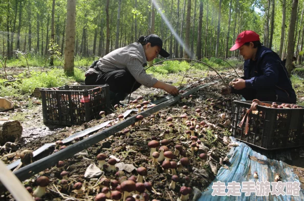 野外chinese老妇hd近日在山间采摘野菜时偶遇罕见蘑菇专家赞其珍贵 野外chinese老妇hd近日在山间采摘野菜时偶遇罕见蘑菇专家赞其珍贵