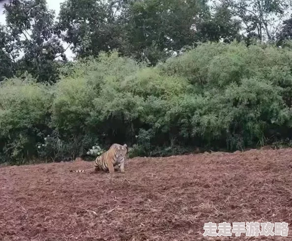 野外chinese老妇hd近日在山间采摘野菜时偶遇罕见蘑菇专家赞其珍贵 野外chinese老妇hd近日在山间采摘野菜时偶遇罕见蘑菇专家赞其珍贵