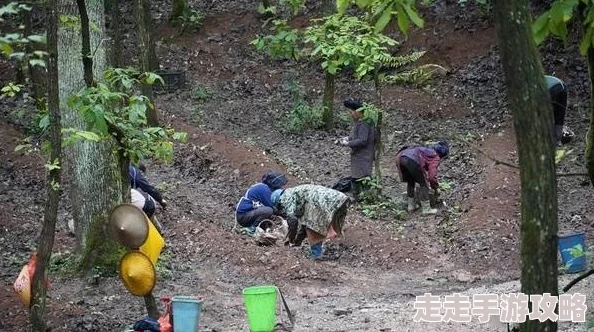 野外chinese老妇hd近日在山间采摘野菜时偶遇罕见蘑菇专家赞其珍贵 野外chinese老妇hd近日在山间采摘野菜时偶遇罕见蘑菇专家赞其珍贵