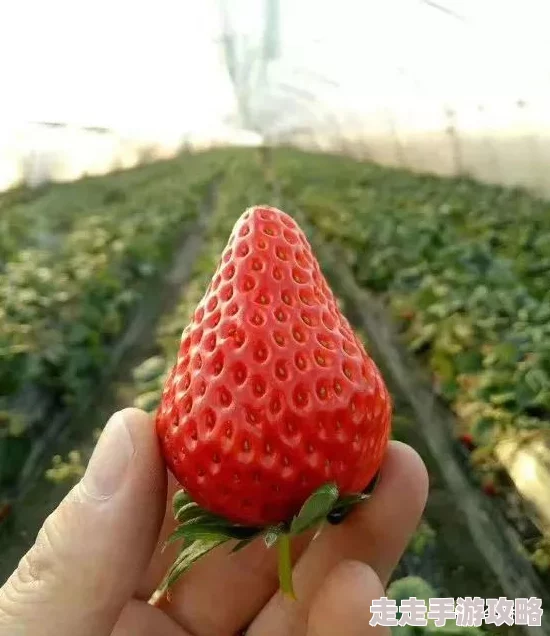 草莓污污指的是一种带有色情意味的网络用语,常用于形容某些露骨或暗示性的内容 草莓污污指的是一种带有色情意味的网络用语,常用于形容某些露骨或暗示性的内容