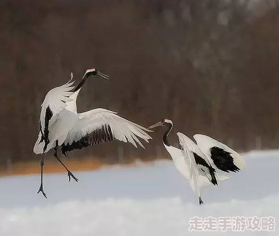 鹤形展翅翱翔天际，祝福你事业腾飞如意，生活美满幸福快乐
