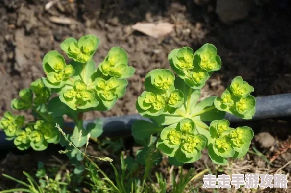 被游客咬出乳汁水这是一种奇特的自然现象,可能是植物受到刺激后的一种自我保护机制 被游客咬出乳汁水这是一种奇特的自然现象,可能是植物受到刺激后的一种自我保护机制