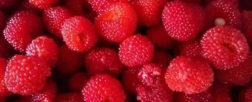 被游客咬出乳汁水这是一种奇特的自然现象,可能是植物受到刺激后的一种自我保护机制 被游客咬出乳汁水这是一种奇特的自然现象,可能是植物受到刺激后的一种自我保护机制