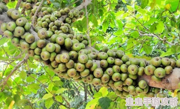 被游客咬出乳汁水这是一种奇特的自然现象,可能是植物受到刺激后的一种自我保护机制 被游客咬出乳汁水这是一种奇特的自然现象,可能是植物受到刺激后的一种自我保护机制