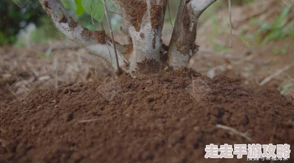 (911)制品厂麻花是三线品牌吗该品牌在市场上知名度较低,主要在小范围内销售 (911)制品厂麻花是三线品牌吗该品牌在市场上知名度较低,主要在小范围内销售
