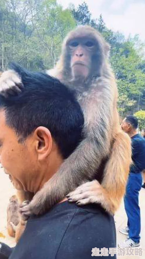二人生猴子真人版这部剧以幽默的方式展现了人类与动物之间的奇妙互动关系