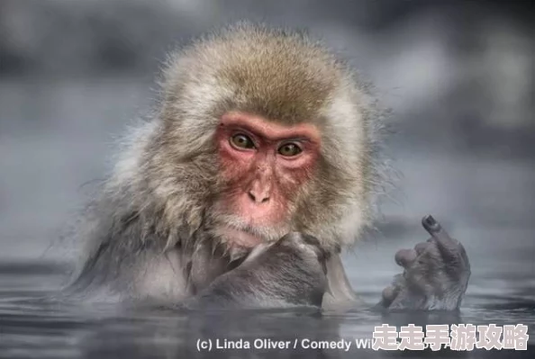 二人生猴子真人版这部剧以幽默的方式展现了人类与动物之间的奇妙互动关系