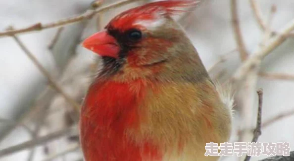 双性高h双jj最近发现了一种罕见的双色变异基因,使得这种生物的颜色更加绚丽多彩 双性高h双jj最近发现了一种罕见的双色变异基因,使得这种生物的颜色更加绚丽多彩