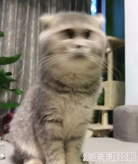 久久久久久久网小明在家养了一只可爱的猫咪，每天都给它拍照分享