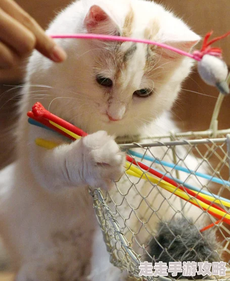 久久久久久久网小明在家养了一只可爱的猫咪，每天都给它拍照分享