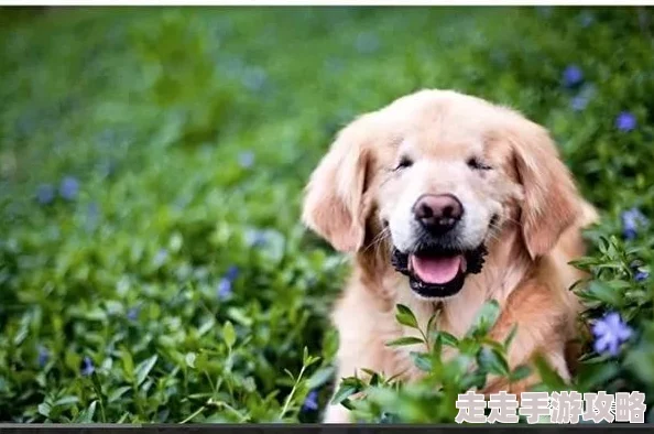 cao12最近在家中养了一只可爱的金毛犬,每天陪它玩耍心情都变得很好 cao12最近在家中养了一只可爱的金毛犬,每天陪它玩耍心情都变得很好