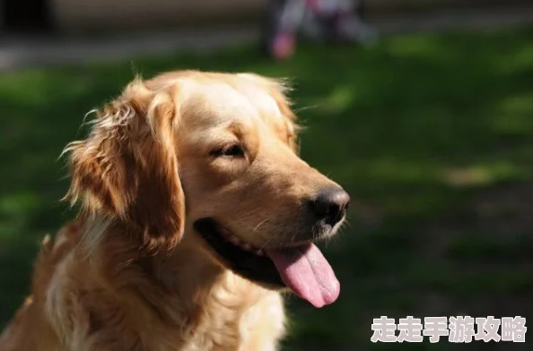 cao12最近在家中养了一只可爱的金毛犬,每天陪它玩耍心情都变得很好 cao12最近在家中养了一只可爱的金毛犬,每天陪它玩耍心情都变得很好