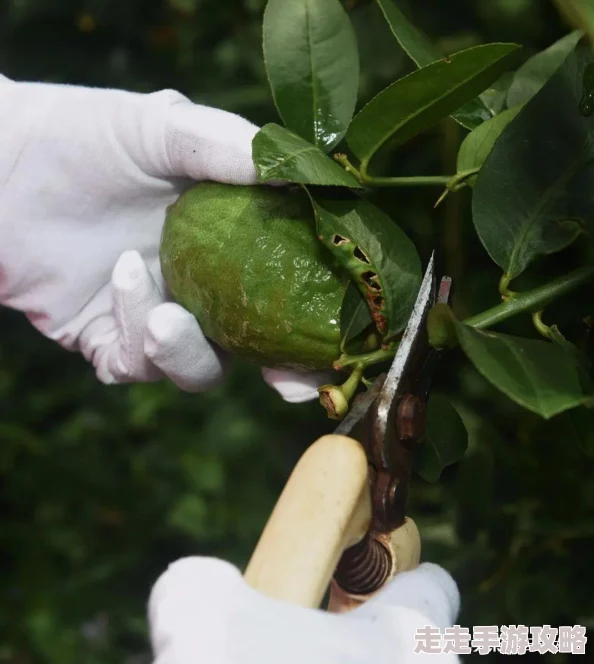 久久精品人近日推出限量版香水系列受到追捧