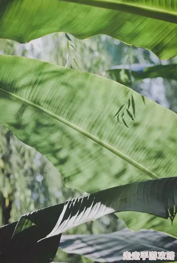 林予曦吃芭蕉哪里能看积极向上，享受生活中的每一刻，快乐与美好常伴随你