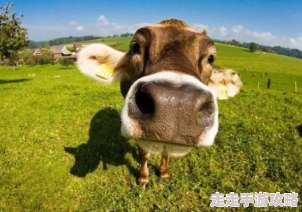 锦绣官途河曲马勇往直前，奋发向上，展现生命的力量与美丽