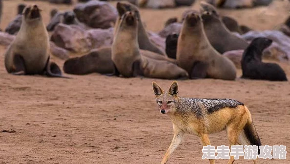 锦绣官途河曲马勇往直前，奋发向上，展现生命的力量与美丽