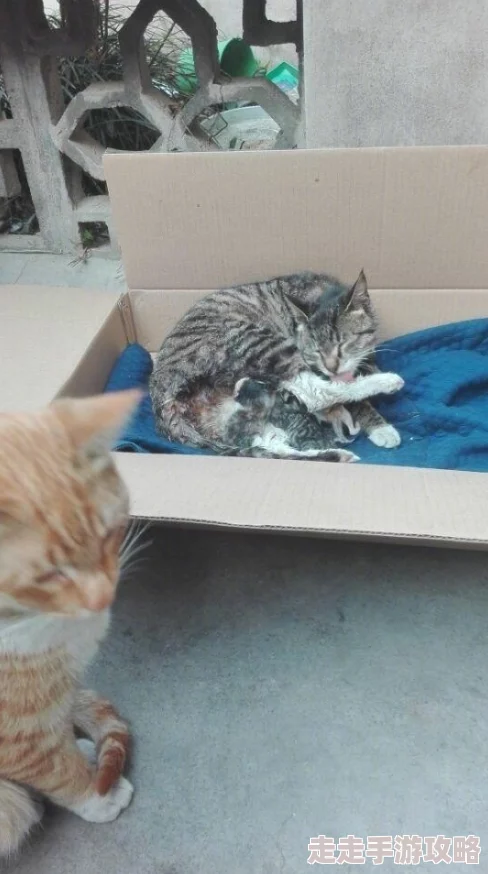老太婆熟wBBwBBwBBw邻居家的猫在她院子里生了五只小猫