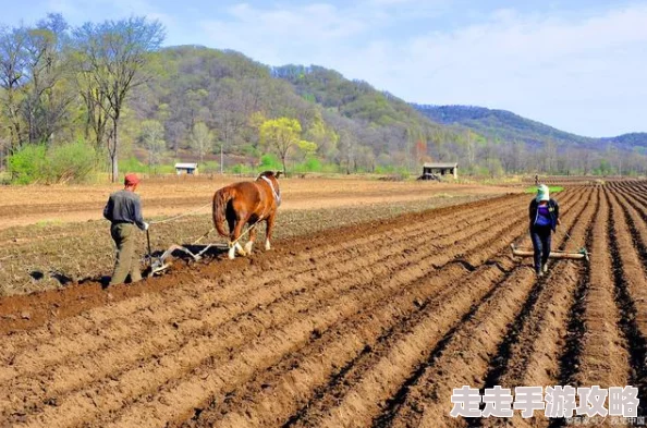 迎合疯狂肉伦耕耘播种产量喜人持续高涨需求旺盛市场火爆