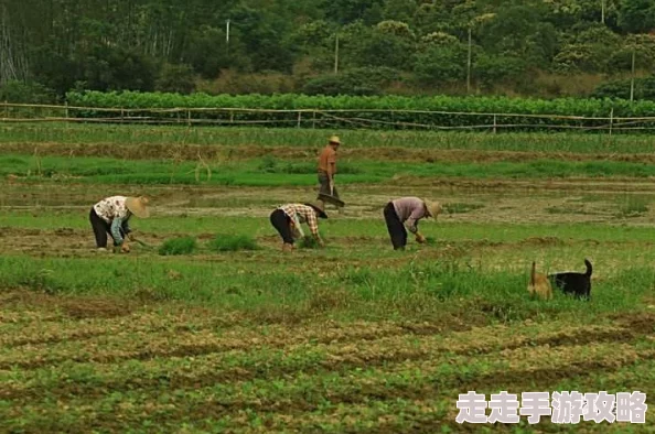 迎合疯狂肉伦耕耘播种产量喜人持续高涨需求旺盛市场火爆