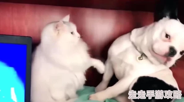 日美videosdesexo动物更新至第5集新增精彩片段 日美videosdesexo动物更新至第5集新增精彩片段