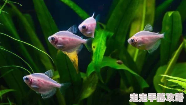 吊逼鱼类灭绝我靠养鱼迎娶白富美绿色发展共创美好未来