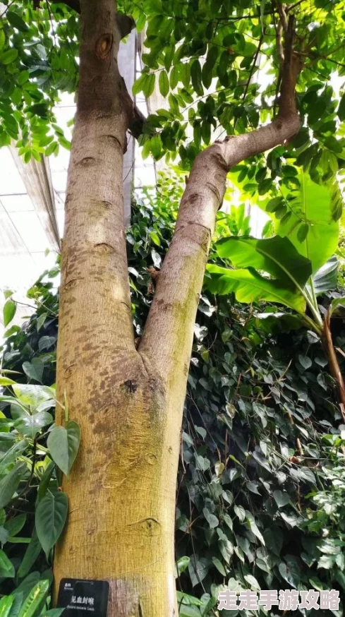 惊喜揭秘!我的世界暮色时光树:多功能作用全面介绍及隐藏福利大放送 惊喜揭秘!我的世界暮色时光树:多功能作用全面介绍及隐藏福利大放送