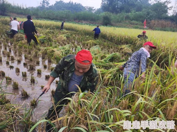 儿耕妈荒废的田村民帮助下复垦播种已获初步收成 儿耕妈荒废的田村民帮助下复垦播种已获初步收成