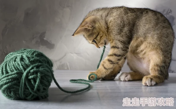 人人干天天操小明在家养了只可爱的猫咪，每天都和它玩耍互动，生活变得更加有趣