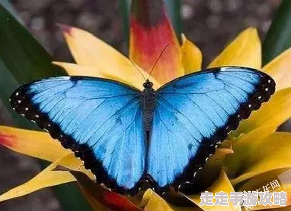 万灵传说最新爆料：最强女神排名及顶尖女神推荐介绍