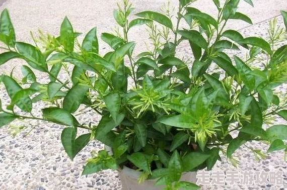 花语是救赎的花最新研究发现其提取物对某些疾病有显著疗效