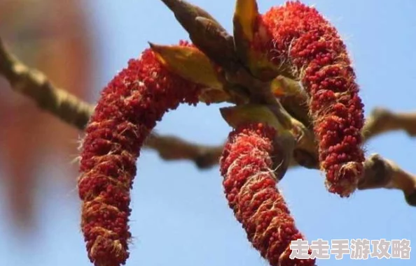 花语是救赎的花最新研究发现其提取物对某些疾病有显著疗效