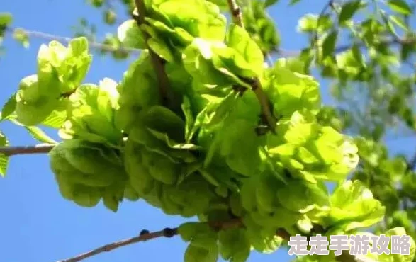 花语是救赎的花最新研究发现其提取物对某些疾病有显著疗效