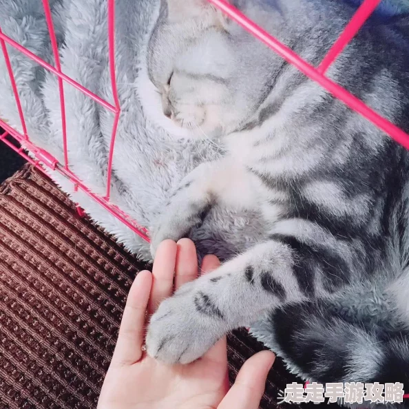 乖把生殖腔打开h高腐听说作者大大最近沉迷养猫还开了个宠物用品网店
