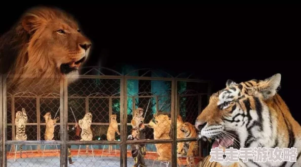 东北猛兽网友称其威风凛凛霸气十足不愧为森林之王