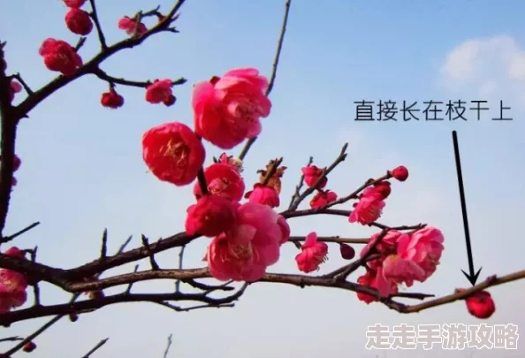 揉捏花蒂核拧掐调教网友：低俗不适宜公开讨论，建议平台加强监管