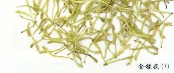 父承子液金银花探析其药理作用及在现代医学中的应用价值