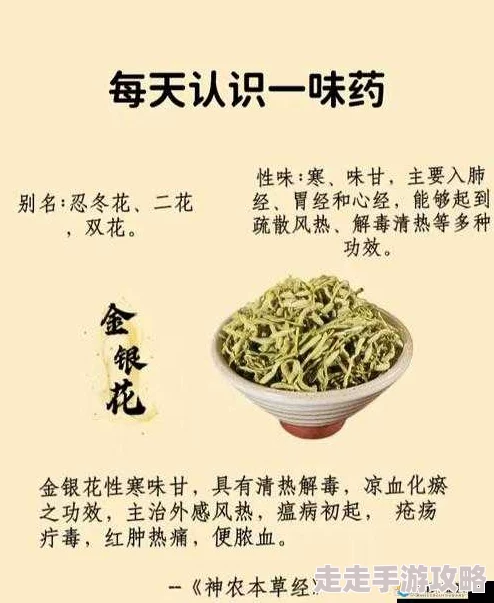 父承子液金银花探析其药理作用及在现代医学中的应用价值