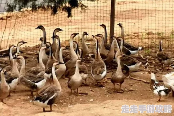 在车里被撞了八次高潮为什么如此吸引人因为它展现了原始的本能为何让人神魂颠倒