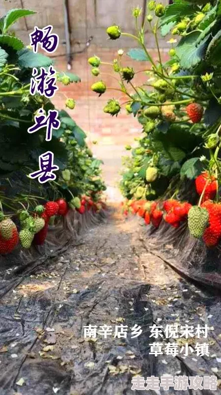草莓视频网站为什么种类繁多的视频资源为何让人流连忘返