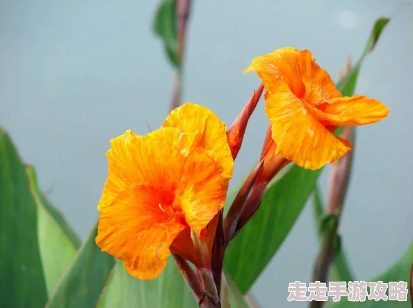 辐射4爆料：揭秘游戏内如何取名，具体按哪个按钮操作详解