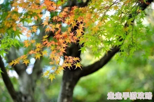 久久曰为什么信息全面种类繁多为何成为大家的选择